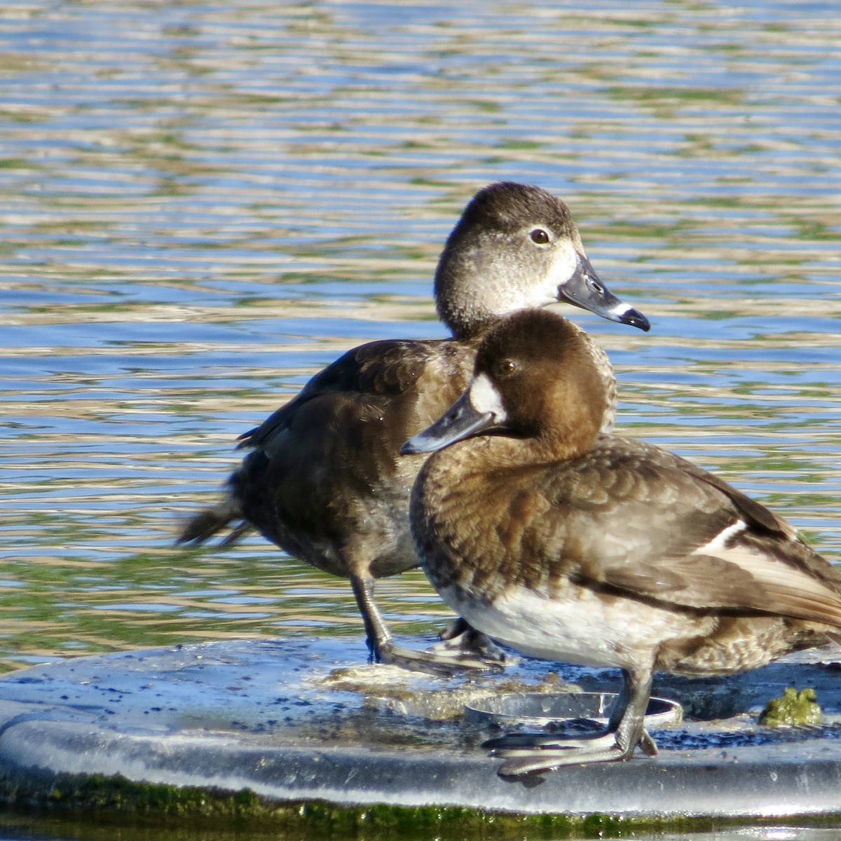 Ring-necked Duck - ML333994781