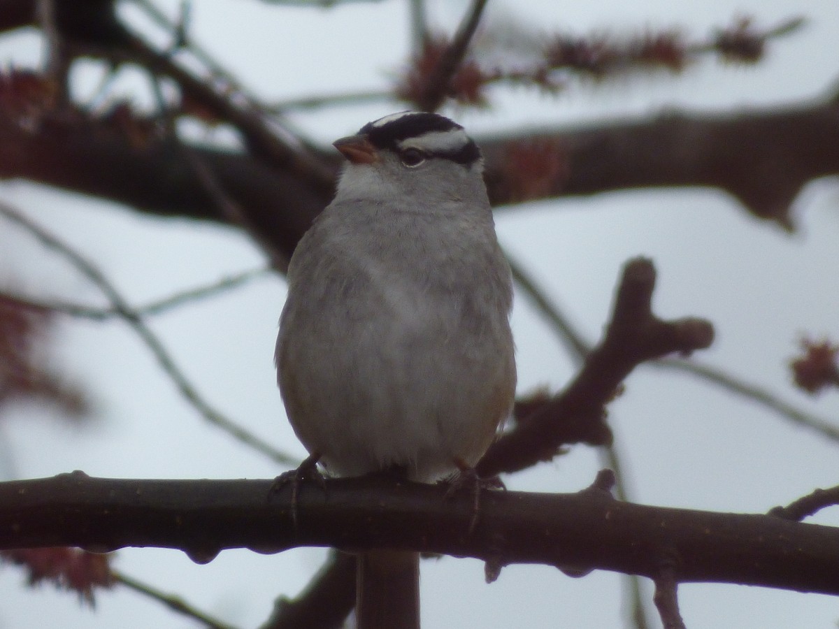 White-crowned Sparrow - ML333996171