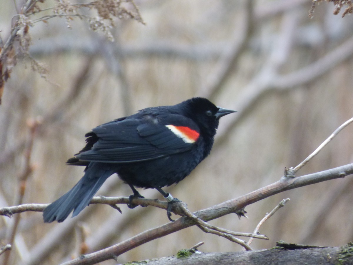 Red-winged Blackbird - ML333996201