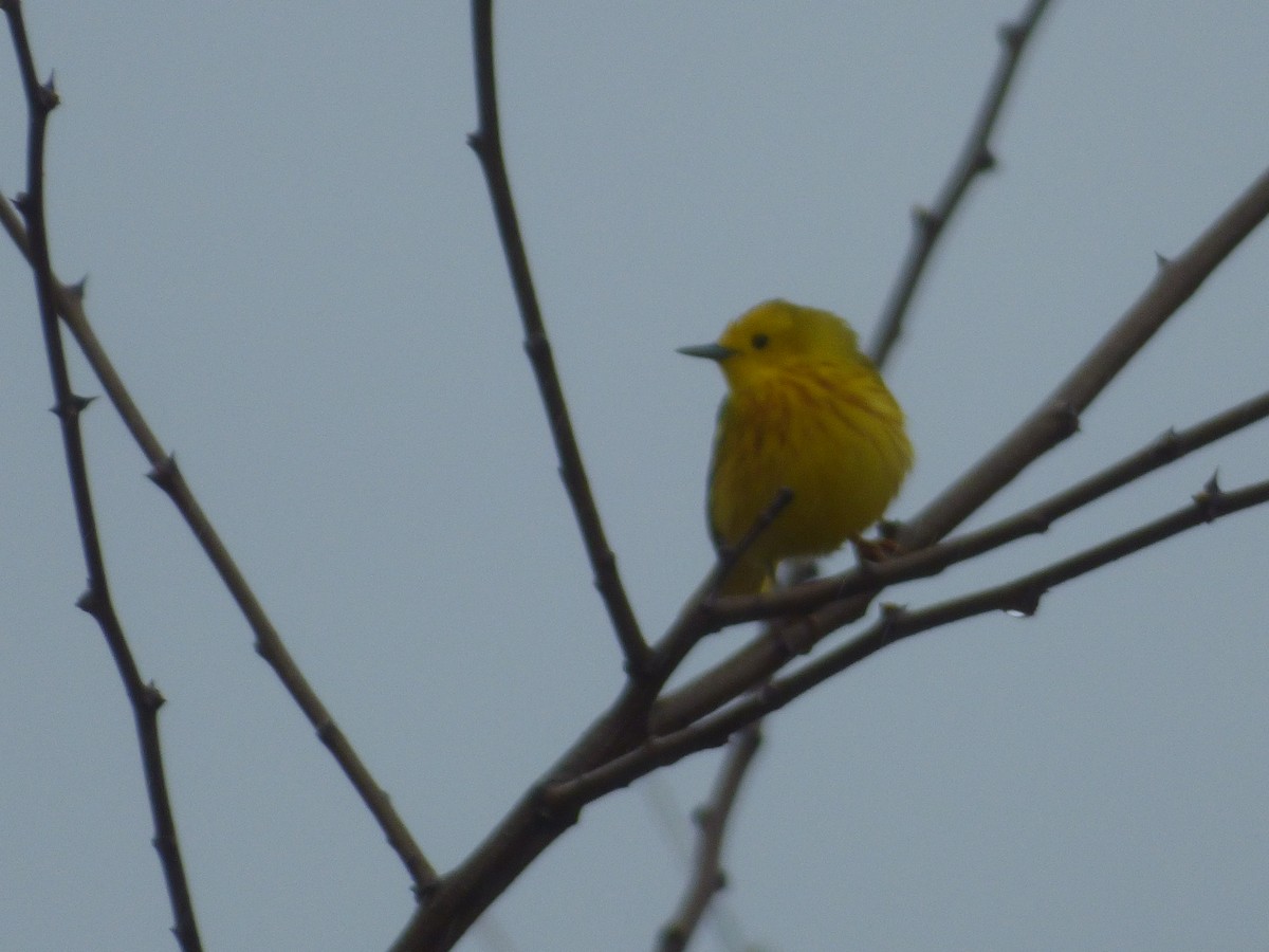 Yellow Warbler (Northern) - Luke Kwong