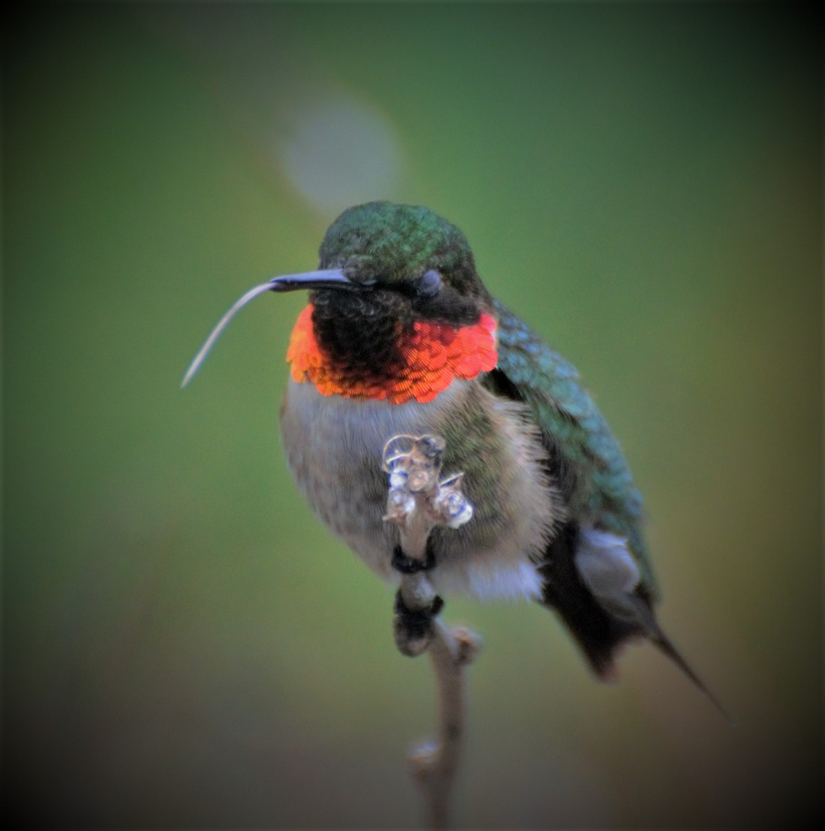Ruby-throated Hummingbird - ML333998511