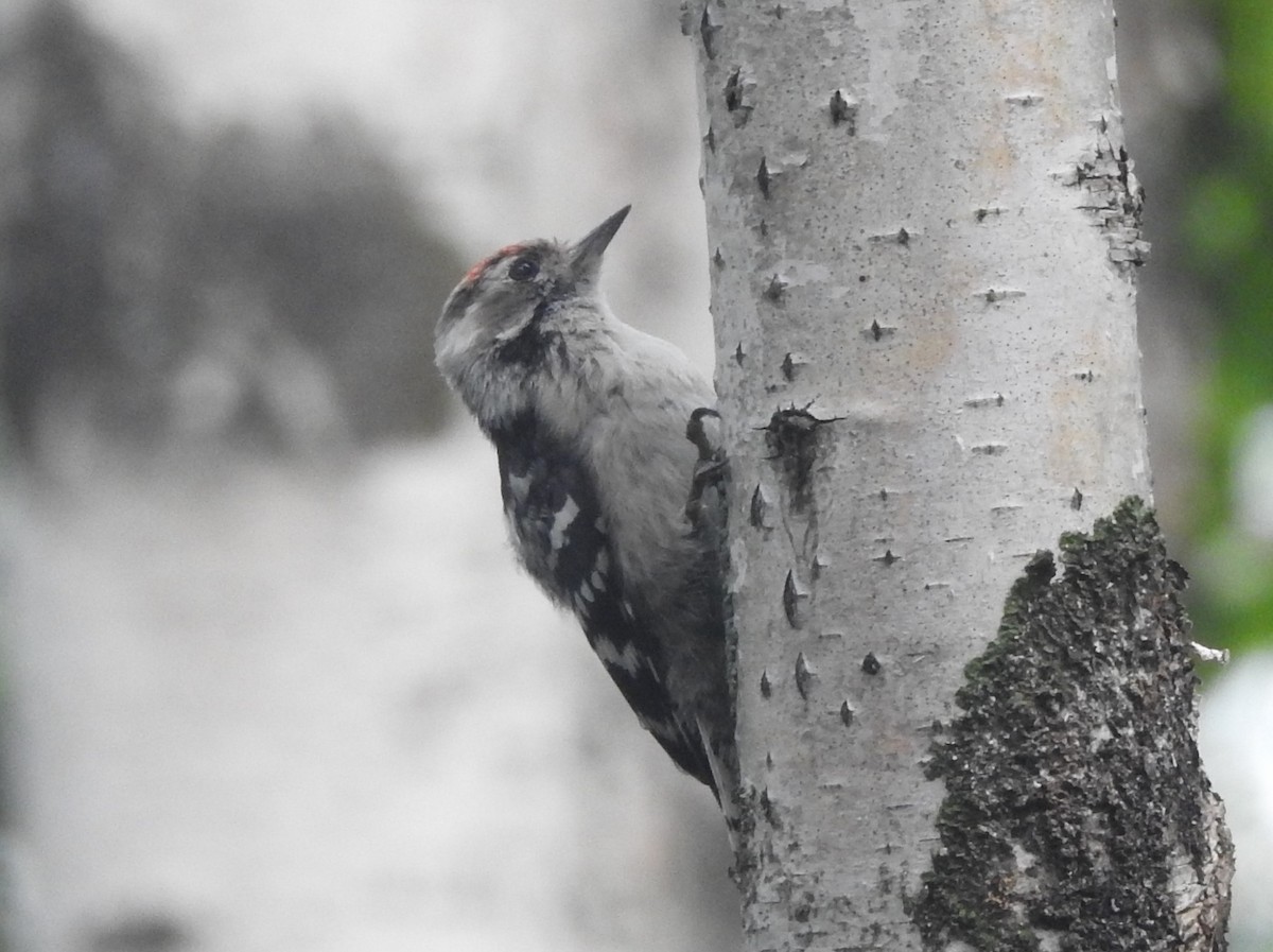 Lesser Spotted Woodpecker - John Allcock