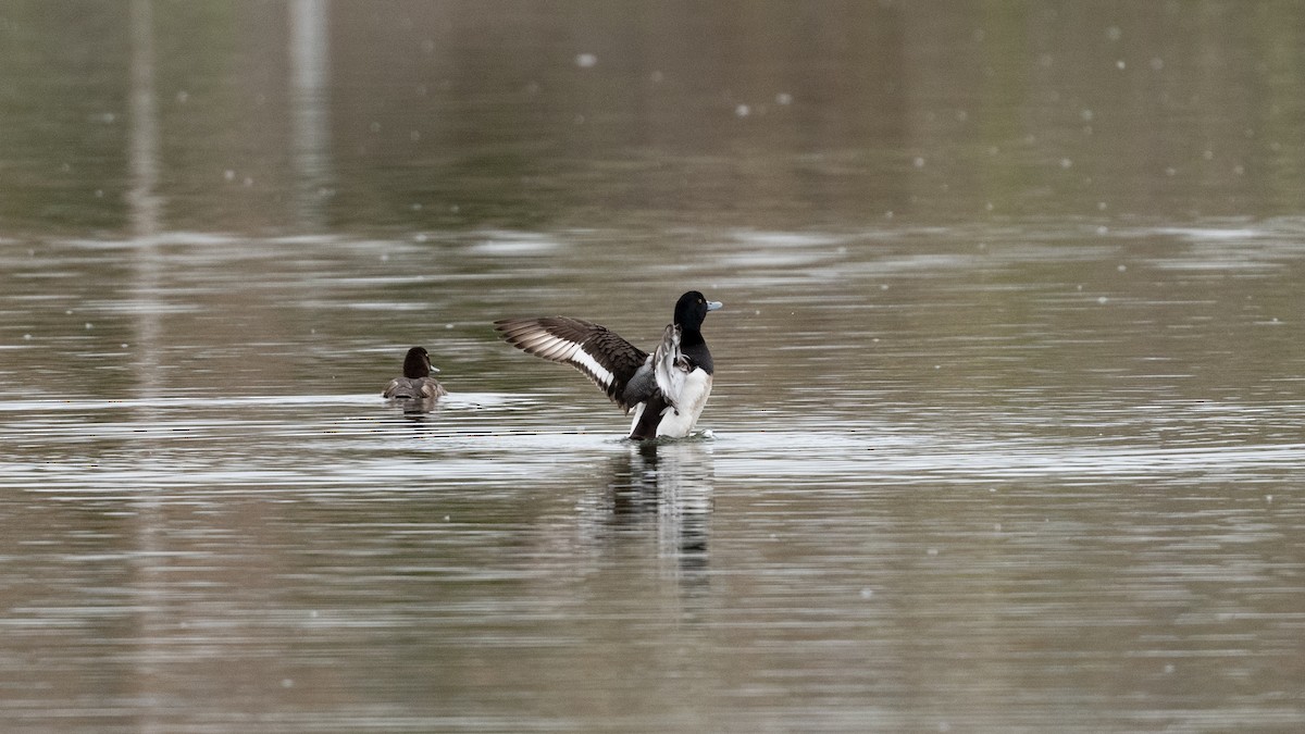 Greater Scaup - ML334014851