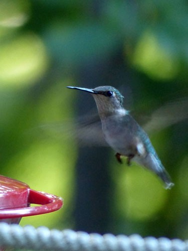 Ruby-throated Hummingbird - Gena Zolotar