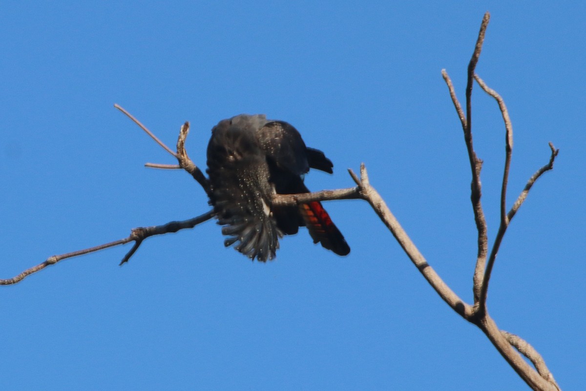 Red-tailed Black-Cockatoo - ML334017181