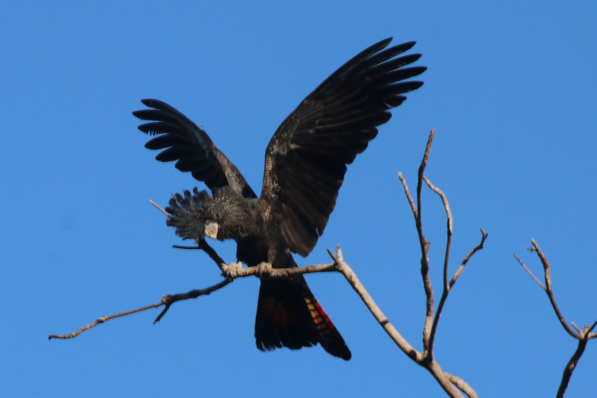 Red-tailed Black-Cockatoo - ML334017221