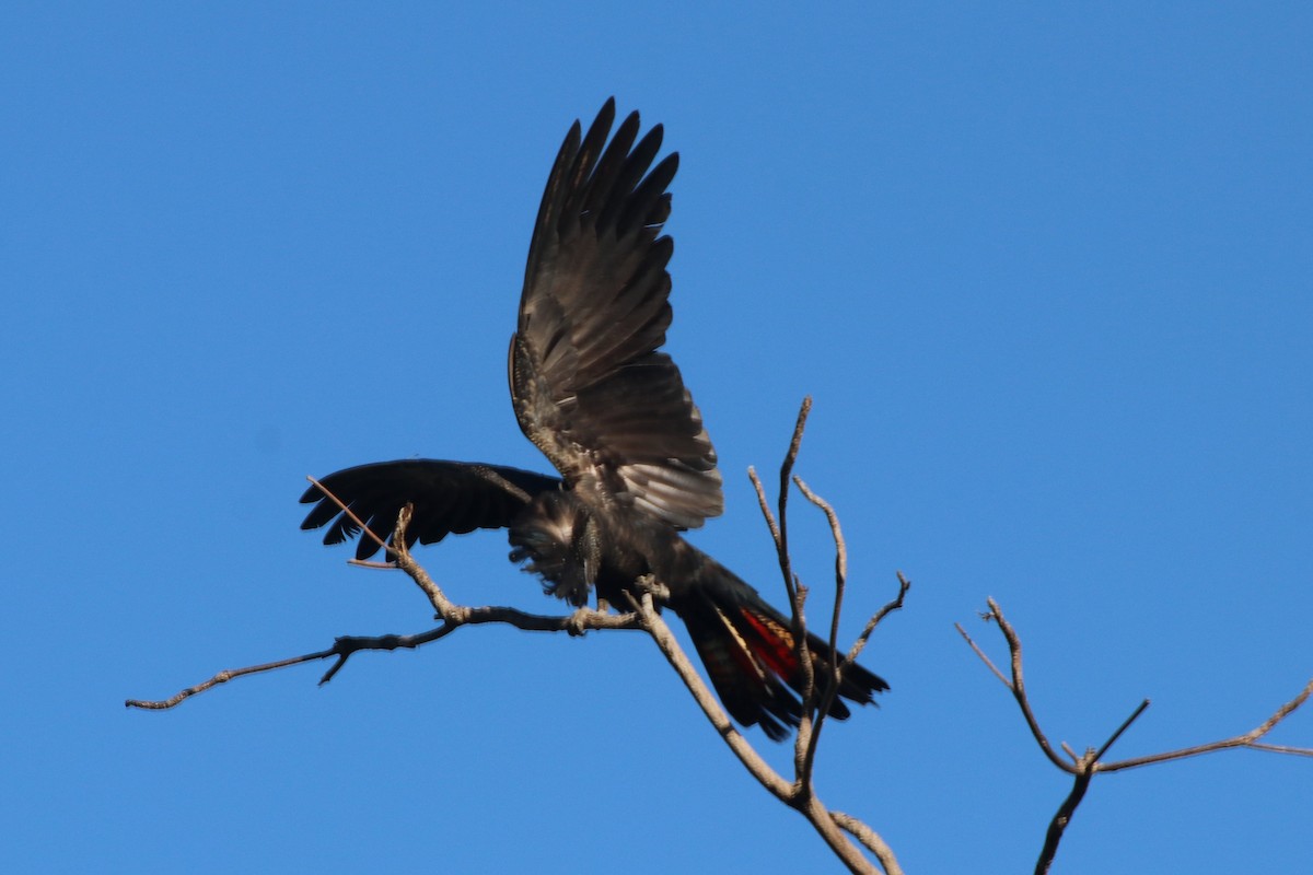 Red-tailed Black-Cockatoo - ML334017231