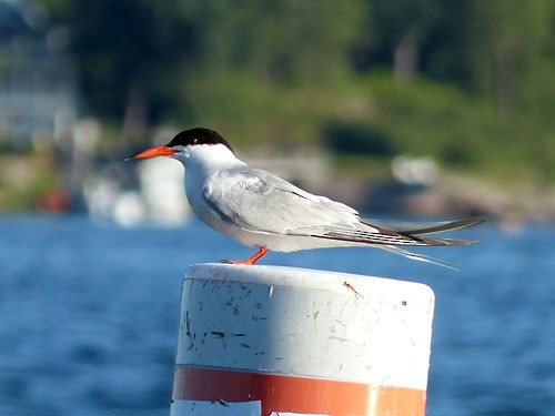 Common Tern - Gena Zolotar