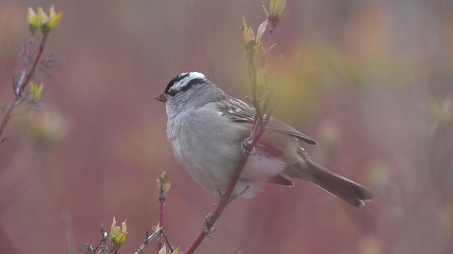 White-crowned Sparrow - ML334019931