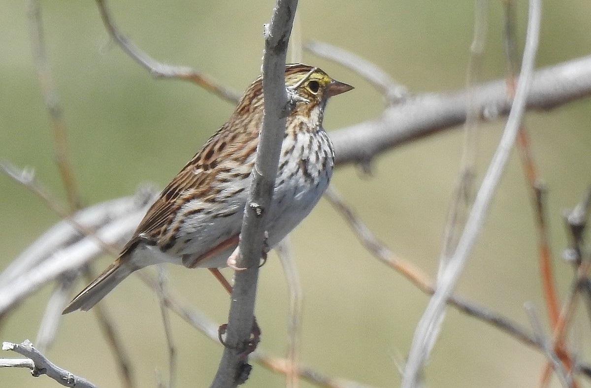 Savannah Sparrow - ML334027211