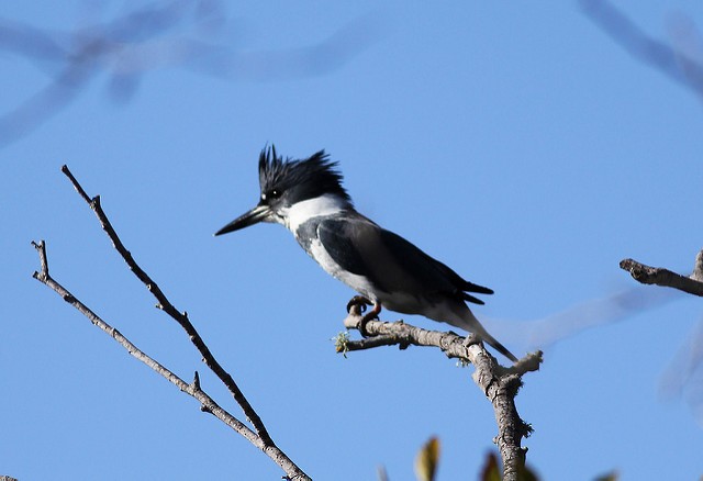 Belted Kingfisher - ML33403301