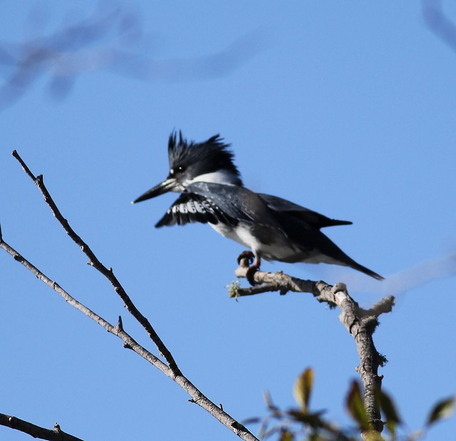 Belted Kingfisher - ML33403371