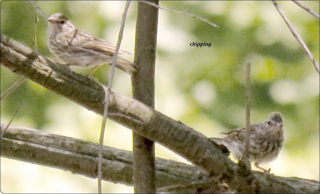 Chipping Sparrow - karen bonnell