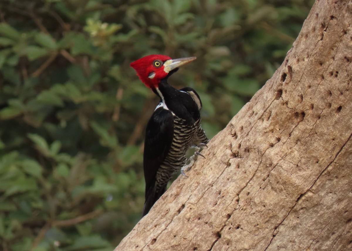 Crimson-crested Woodpecker - Ronaldo Rodrigues de Moraes