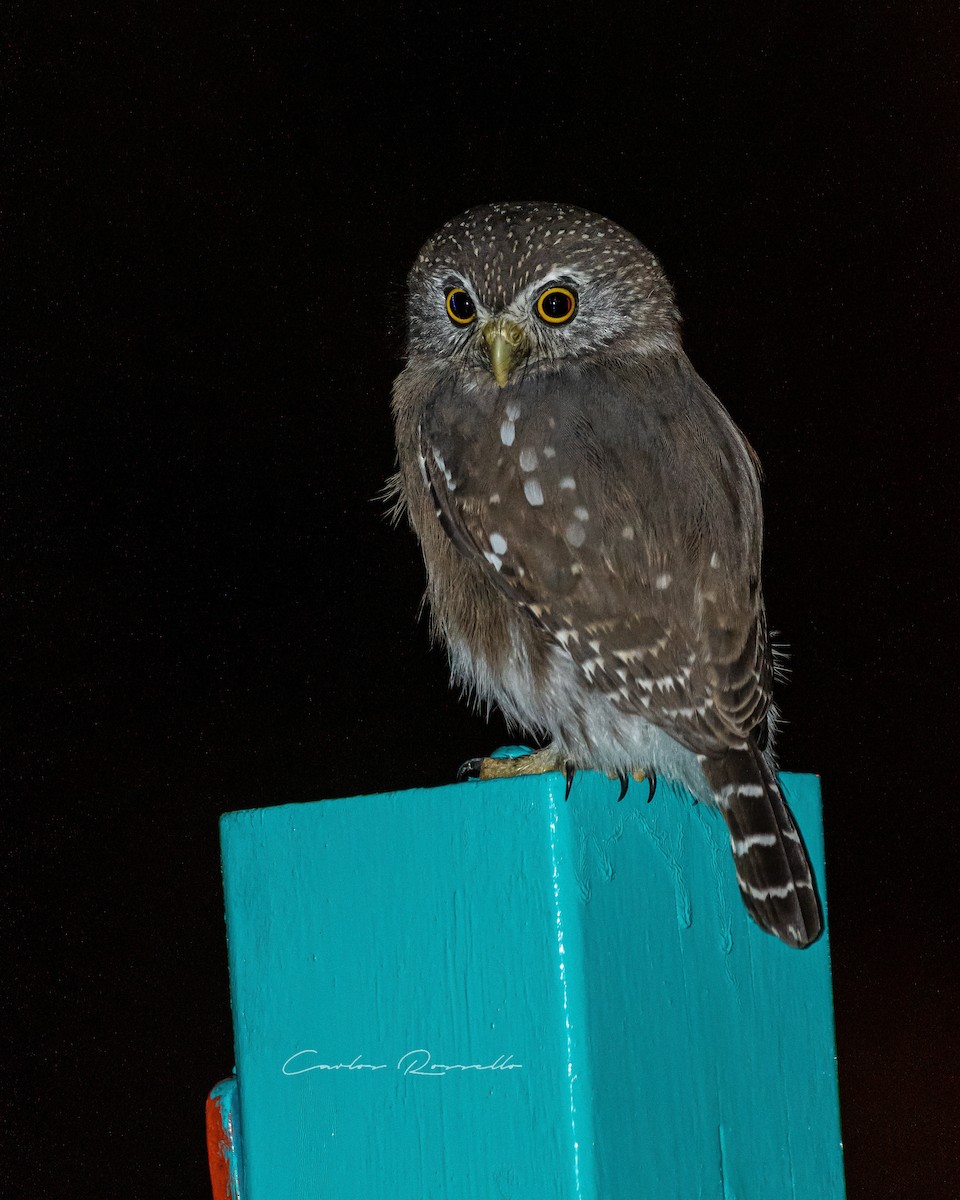 Ferruginous Pygmy-Owl - ML334038401