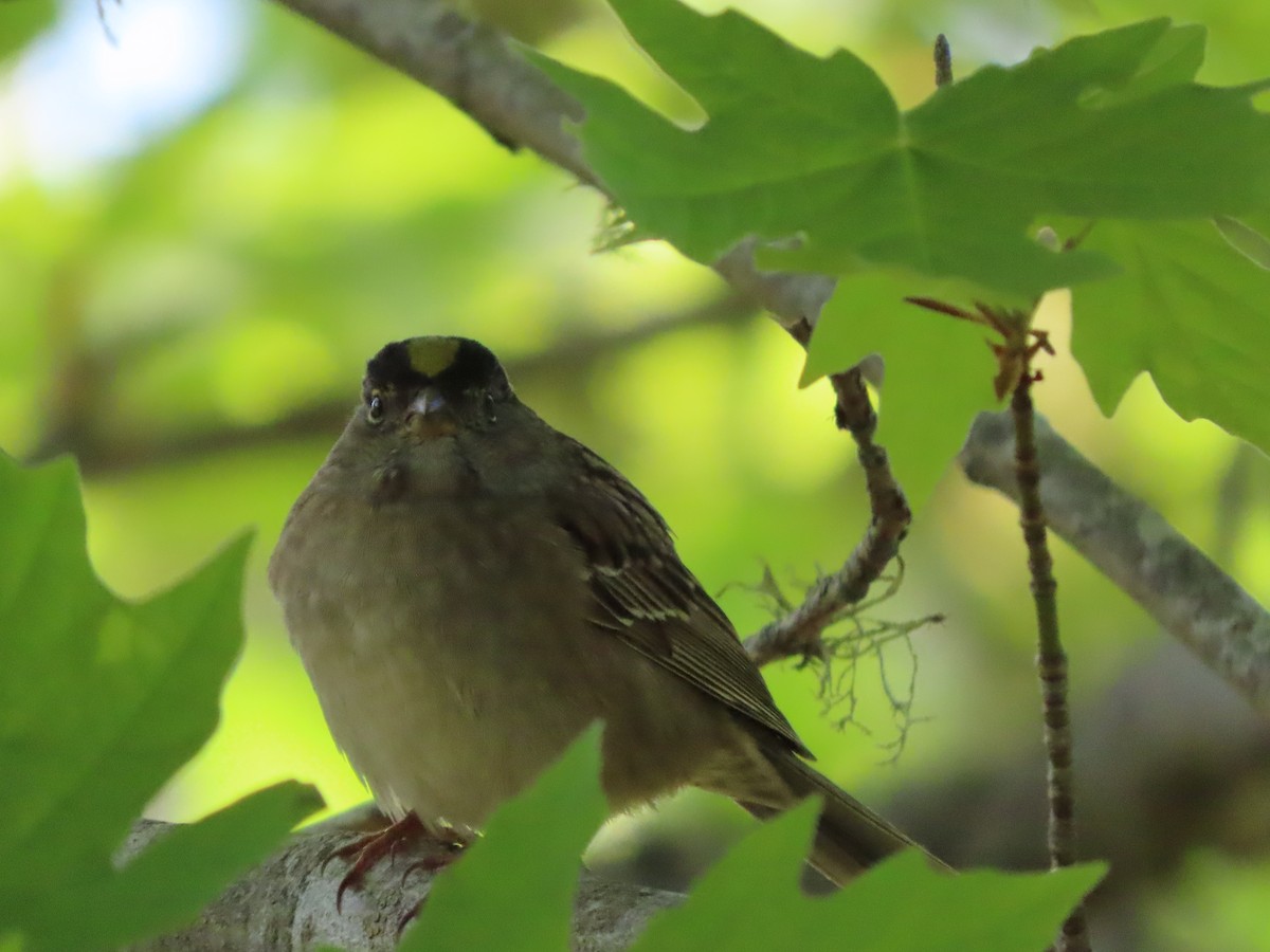 Golden-crowned Sparrow - Cathleen Burns
