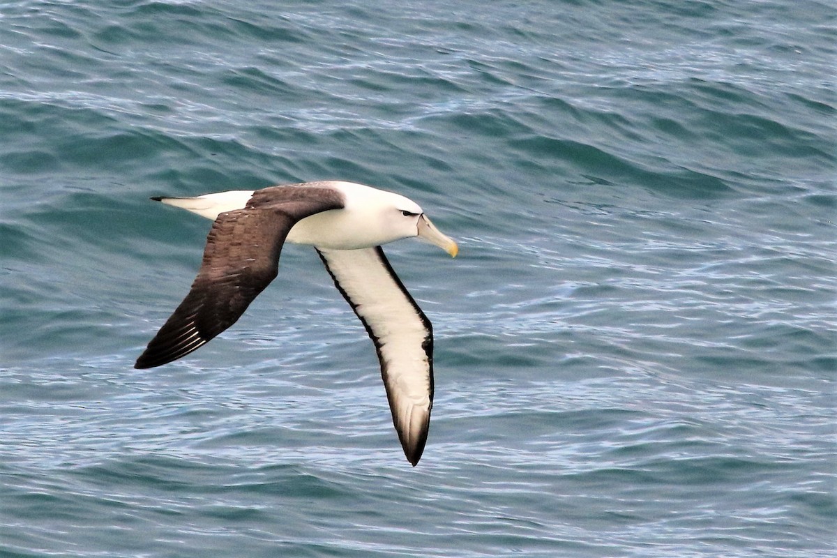 White-capped Albatross - Ronald Goddard