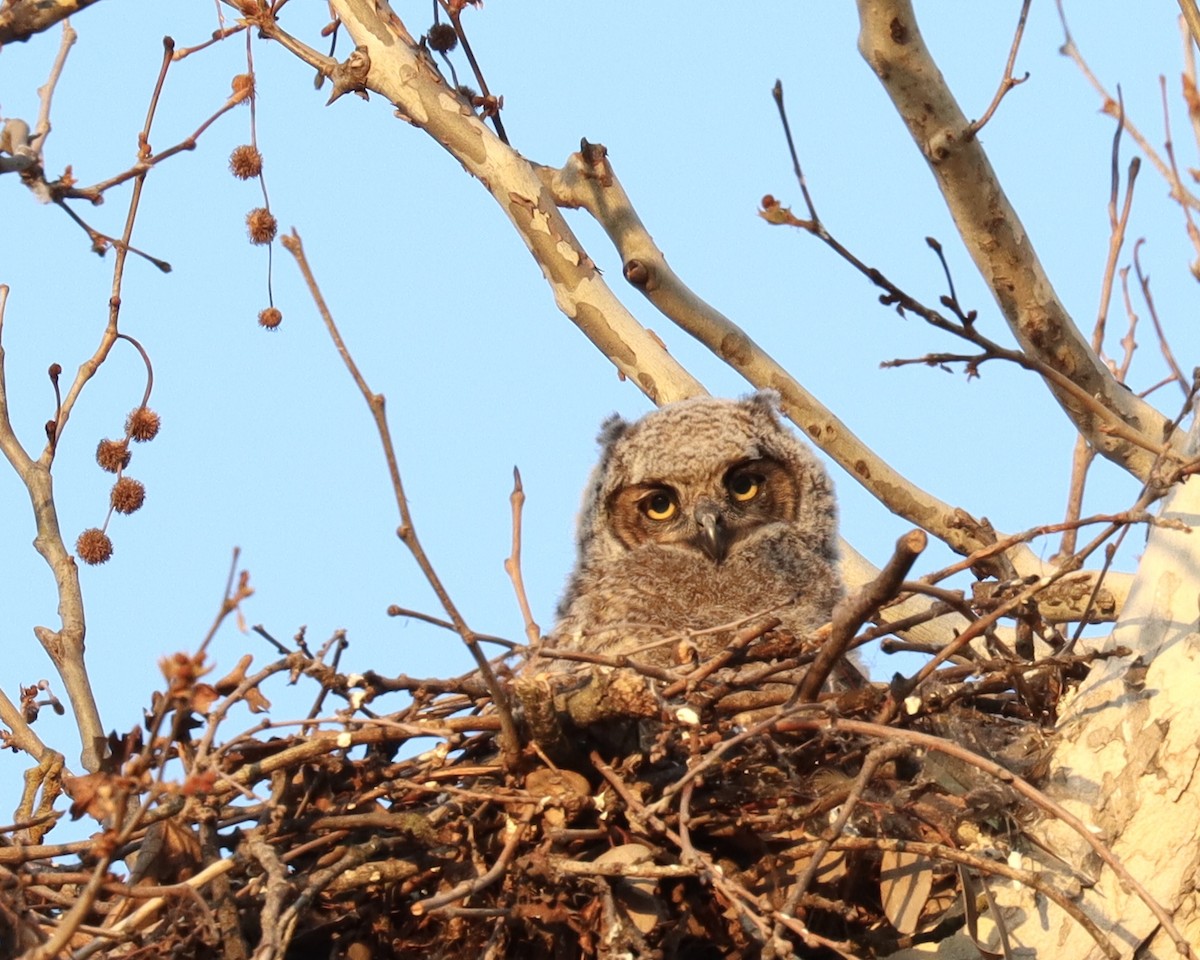 Great Horned Owl - ML334065171