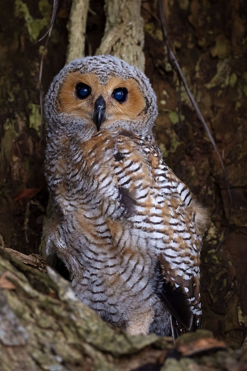 Spotted Wood-Owl - ML334067031