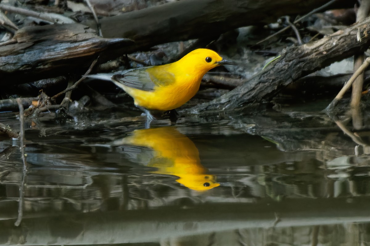 Prothonotary Warbler - ML334070411