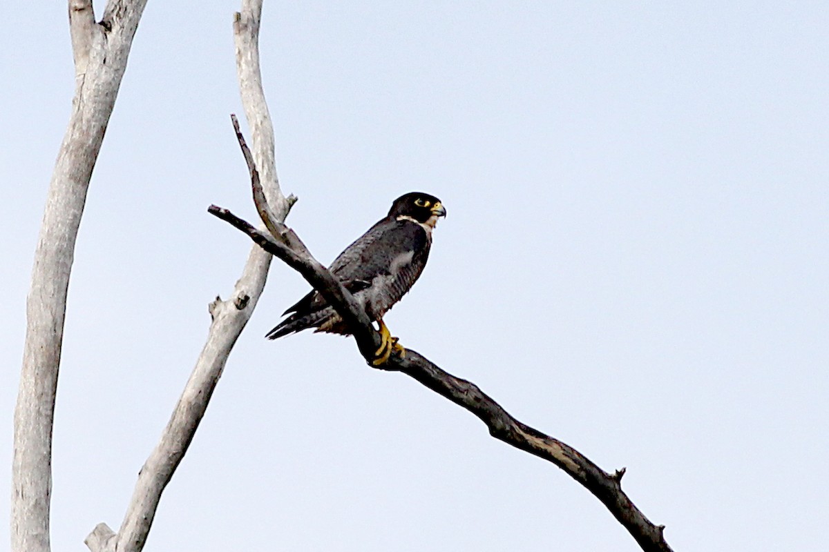 Peregrine Falcon (Australian) - Chris Chafer