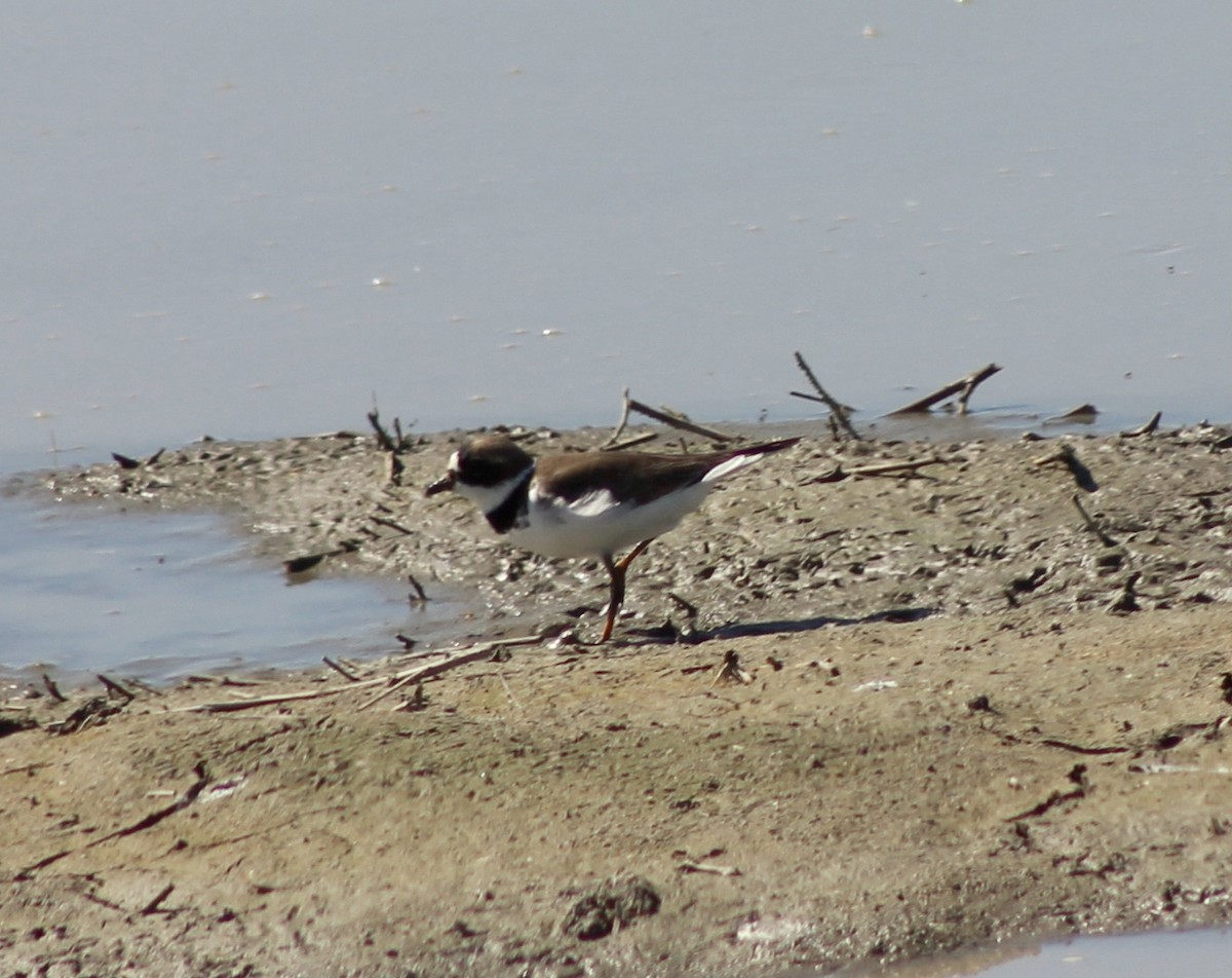 Semipalmated Plover - ML334071901