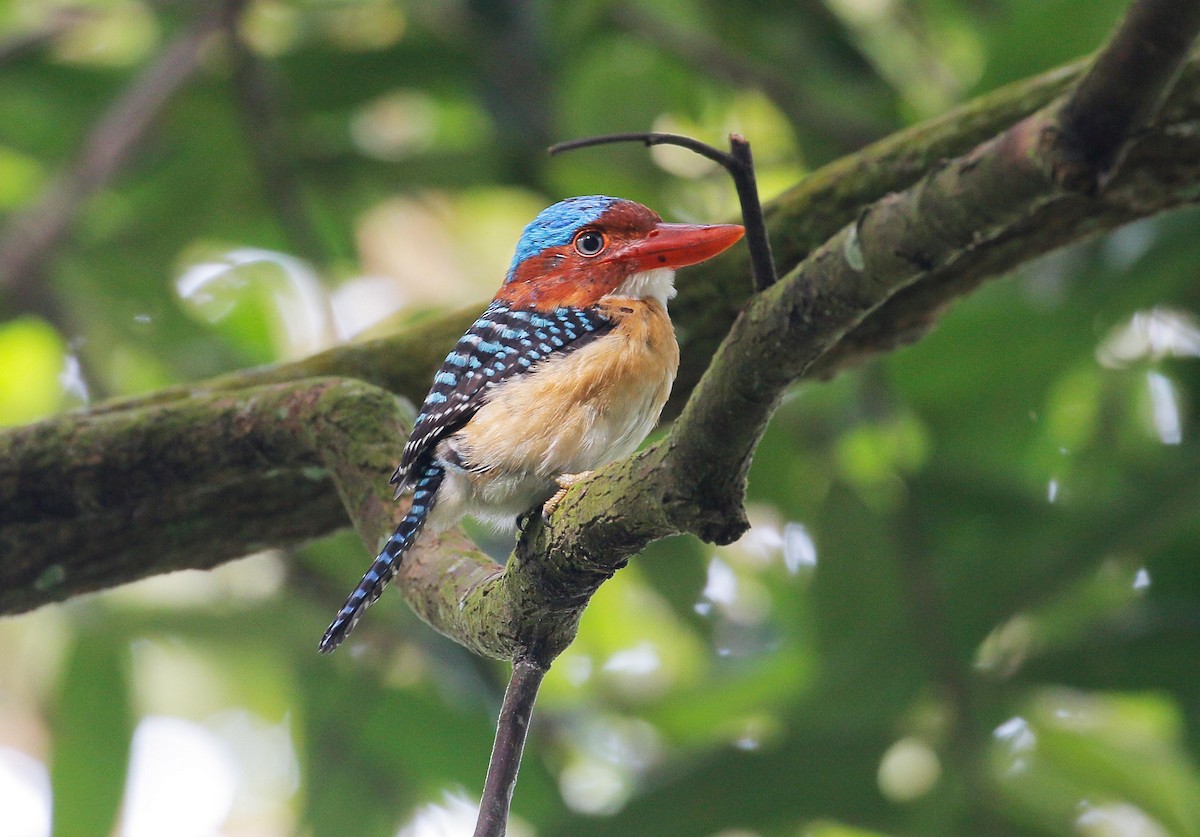 Banded Kingfisher - Neoh Hor Kee