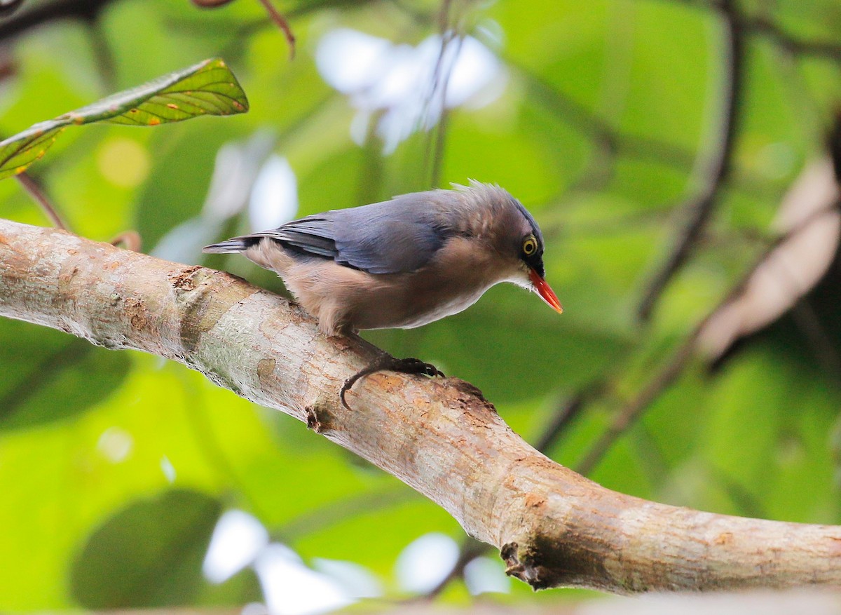Velvet-fronted Nuthatch - Neoh Hor Kee