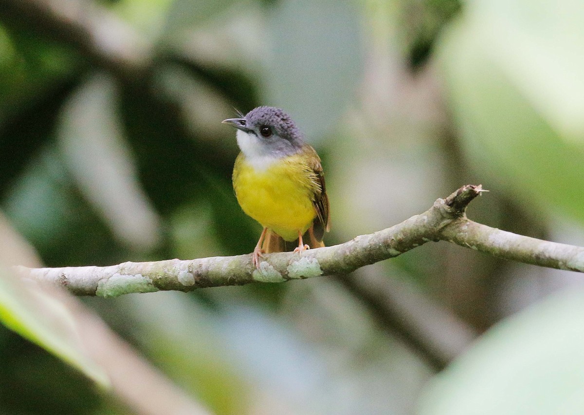 Yellow-bellied Bulbul - Neoh Hor Kee