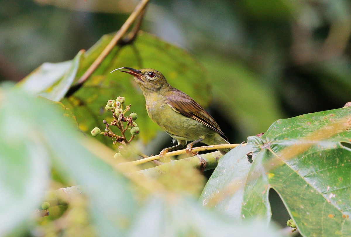 Red-throated Sunbird - Neoh Hor Kee