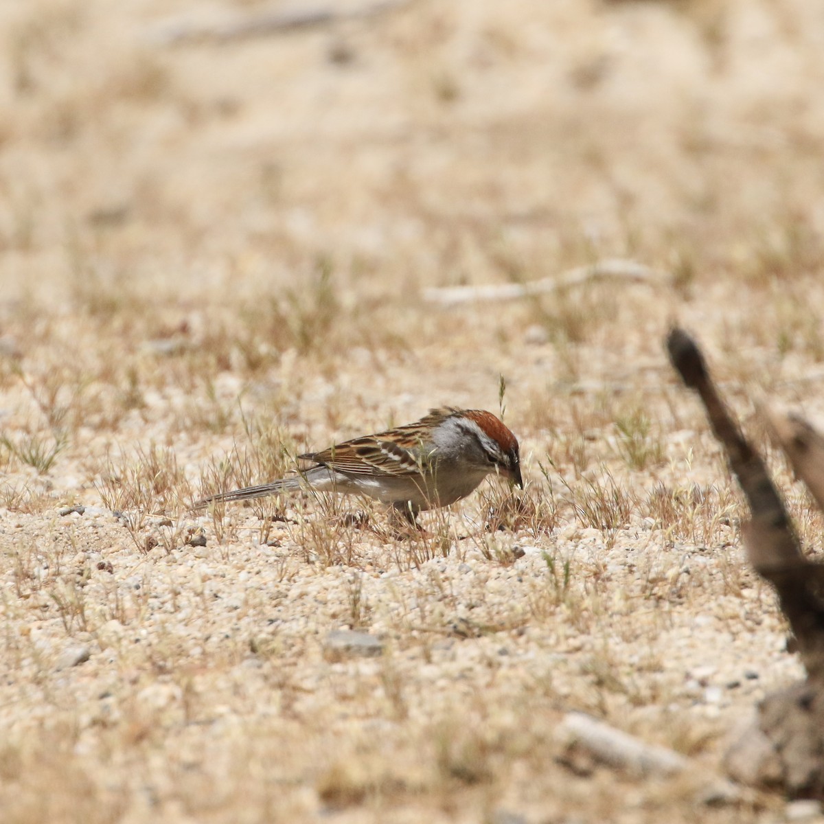 Chipping Sparrow - ML334078121