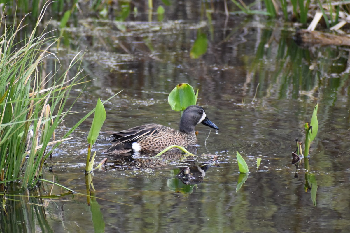 Blue-winged Teal - ML334081501