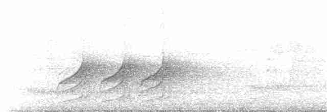 Orthonyx de Temminck - ML33408171