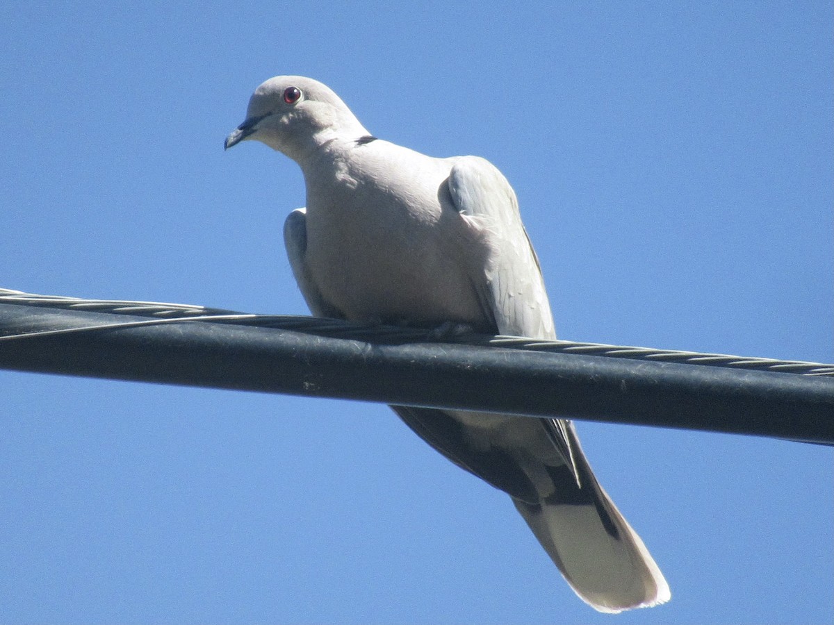 eBird Checklist - 4 May 2021 - Los Gatos Creek County Park and Oka