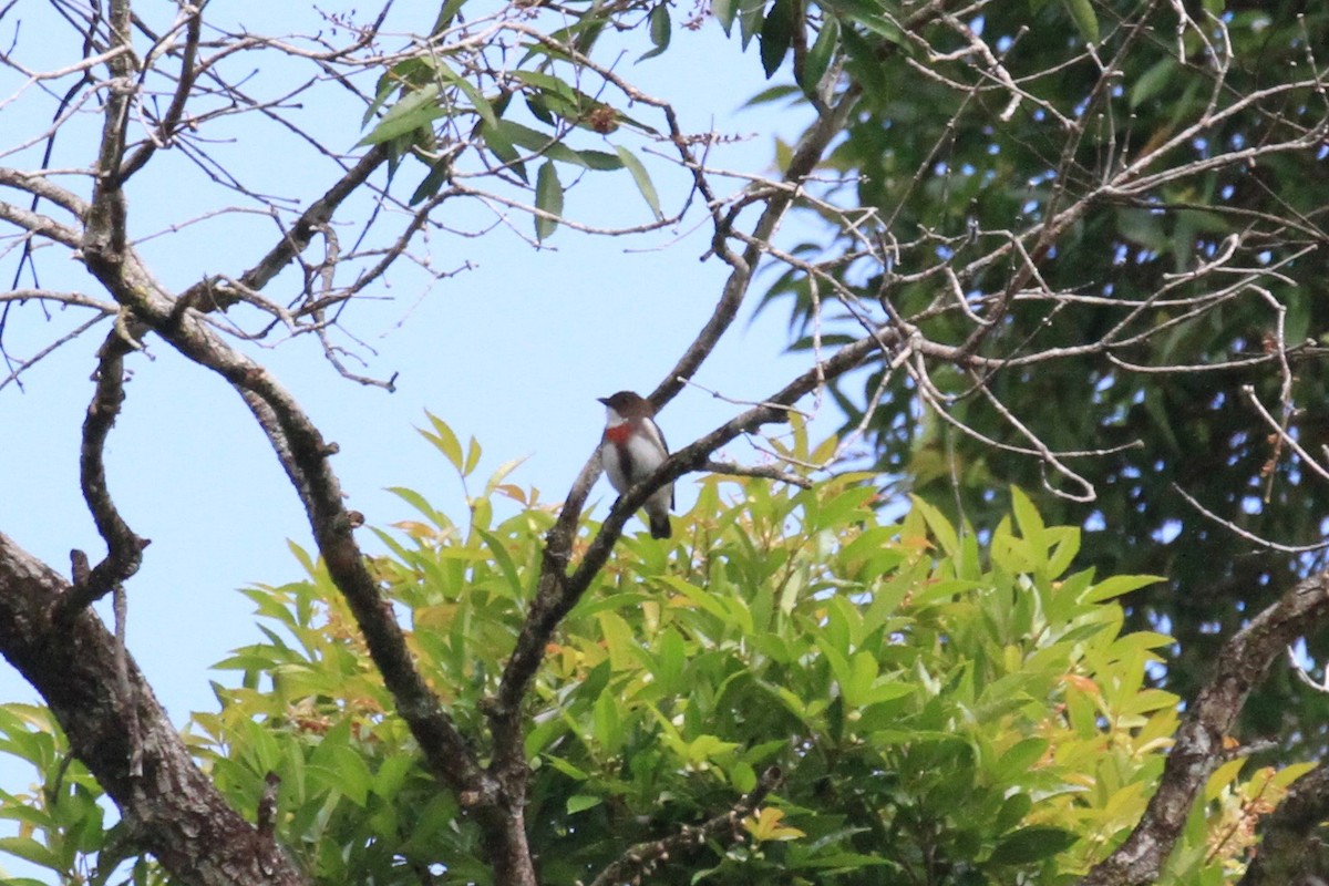 Red-banded Flowerpecker - ML33408361