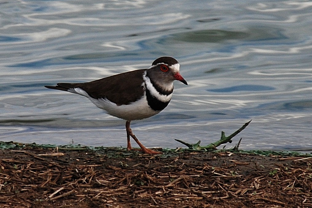 Three-banded Plover - Julien Lamouroux