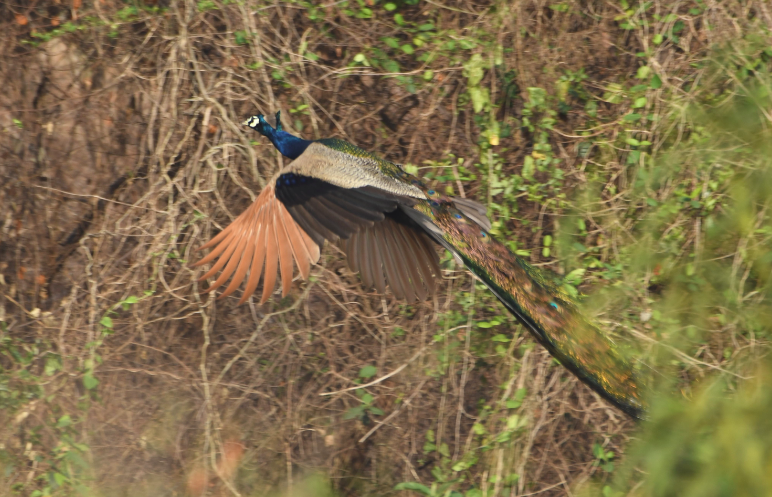 Indian Peafowl - Sankha Misra
