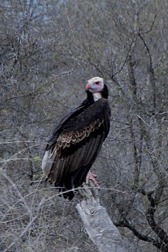 White-headed Vulture - Julien Lamouroux