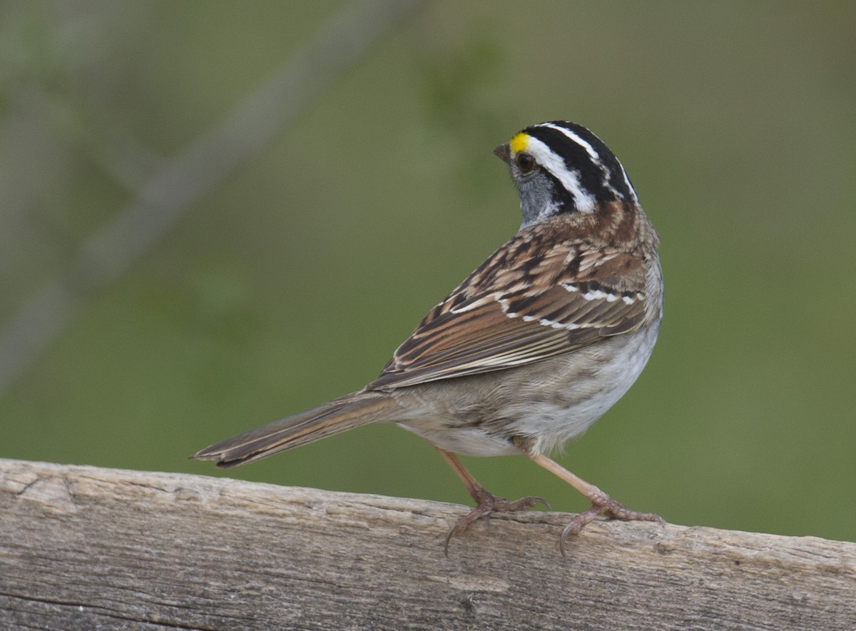 White-throated Sparrow - Tom Devecseri