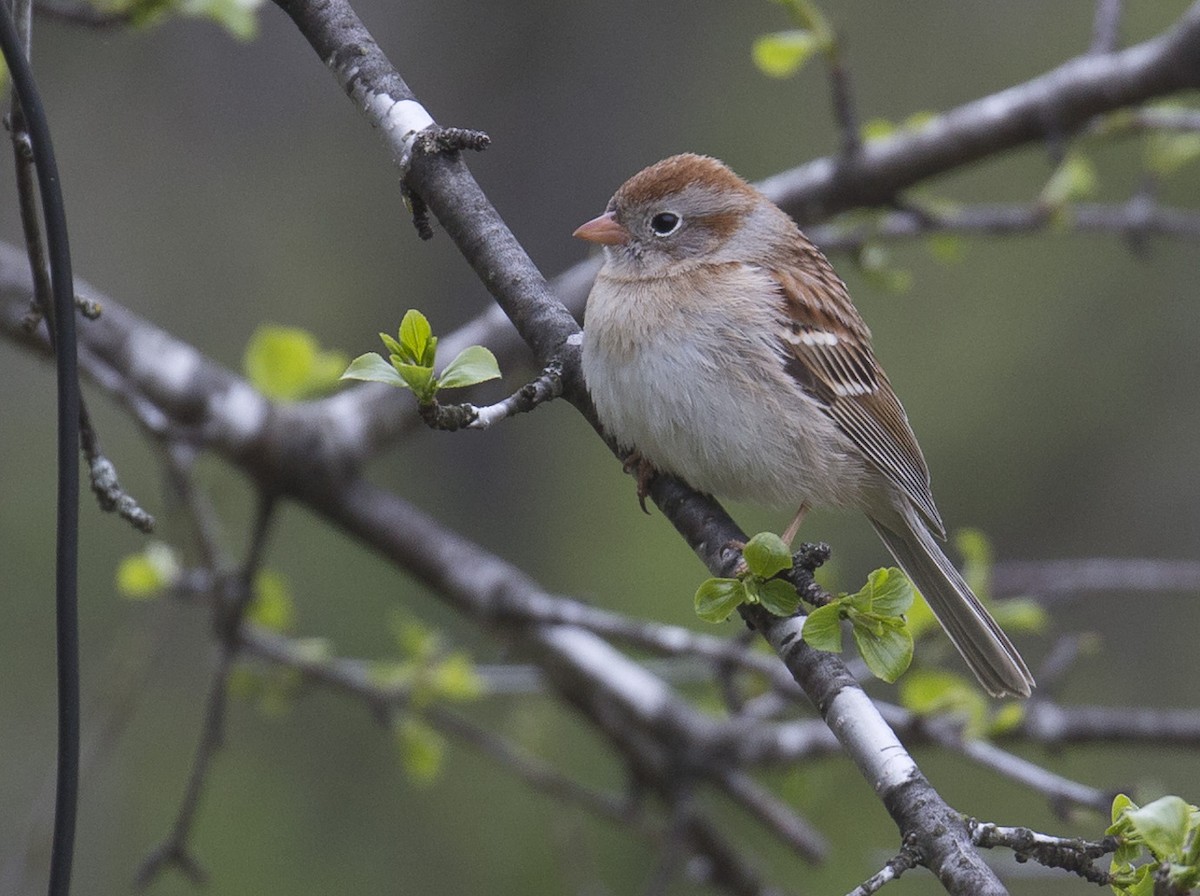 Field Sparrow - Tom Devecseri