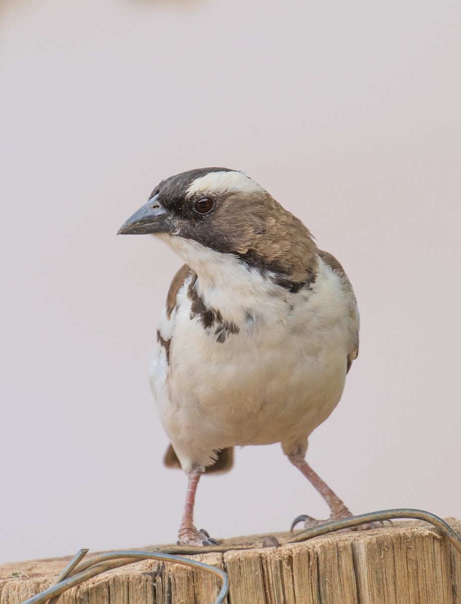 White-browed Sparrow-Weaver - ML334089761