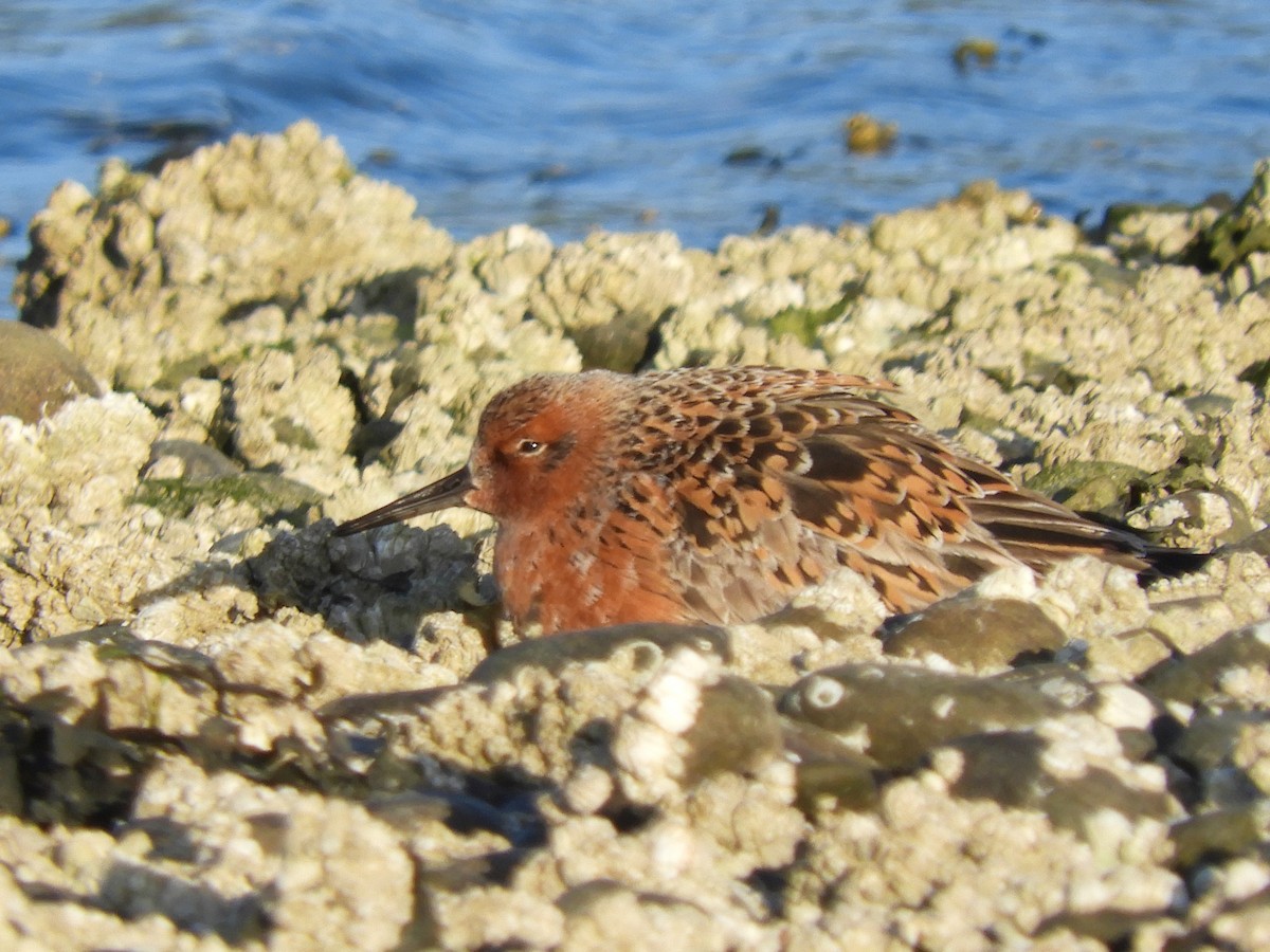 Red Knot - ML334091441