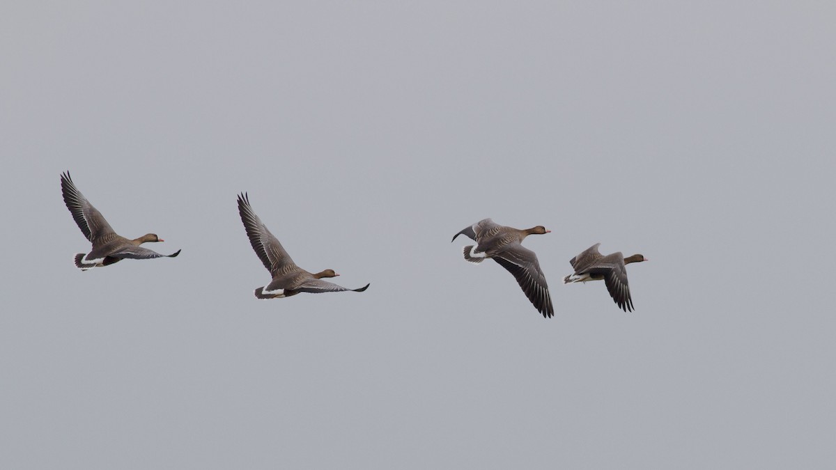 Greater White-fronted Goose - ML334095741