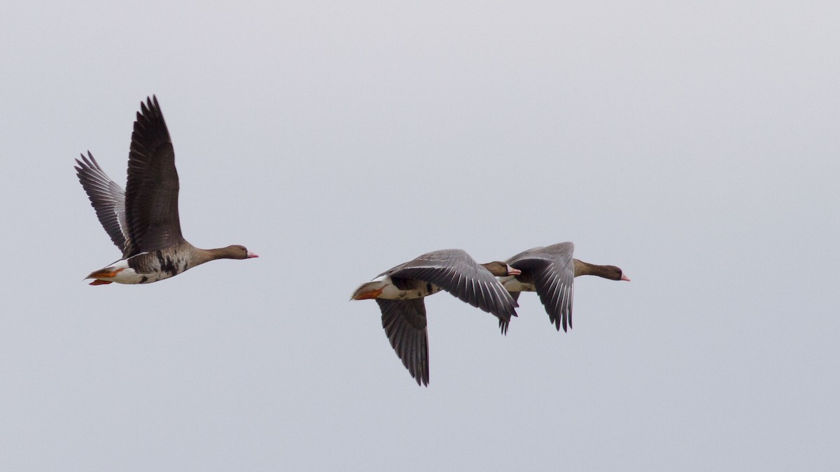 Greater White-fronted Goose - ML334095751