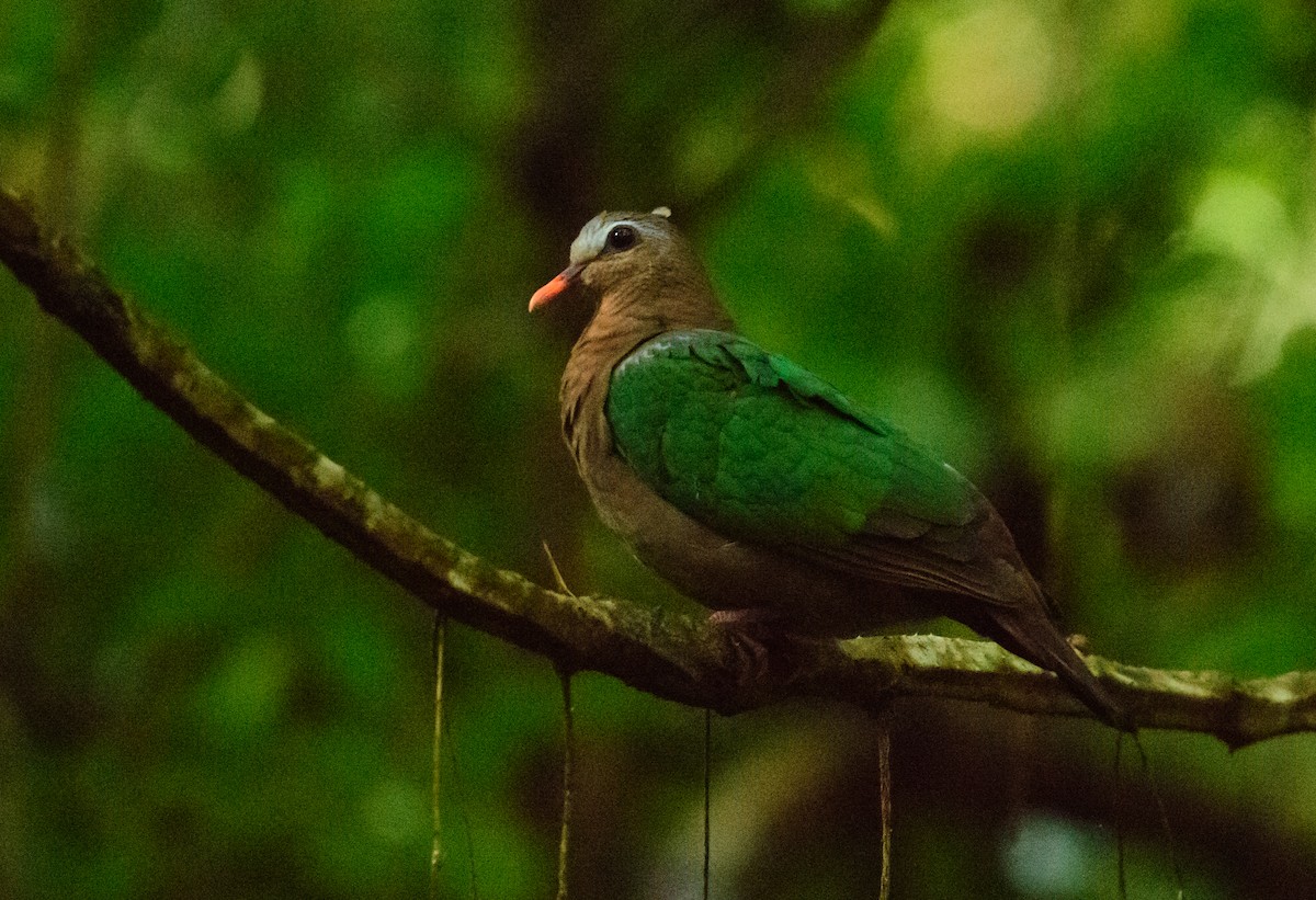 Asian Emerald Dove - sreekanth c