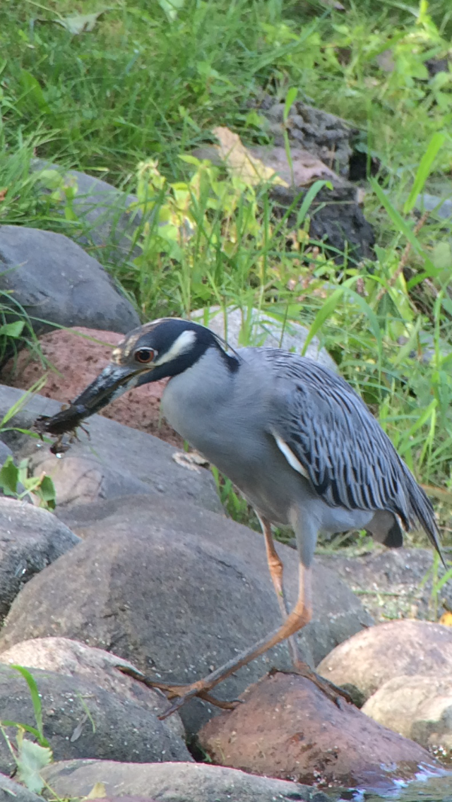 Yellow-crowned Night Heron - Kevin Manley