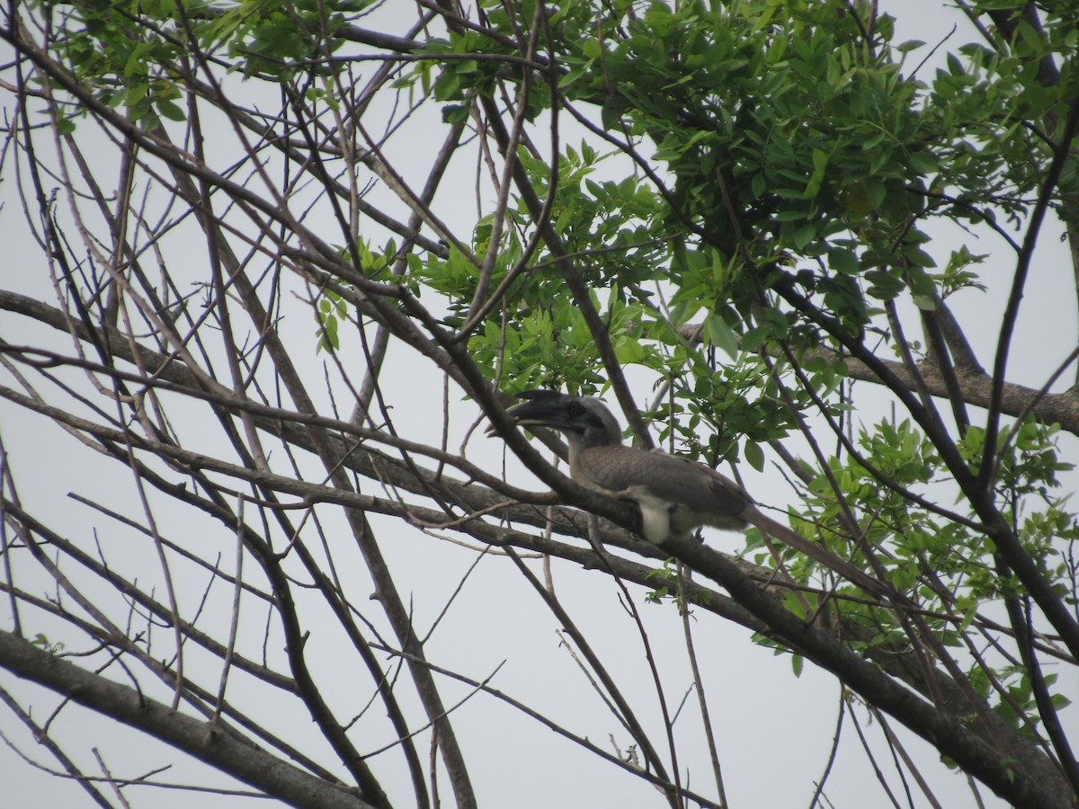 Indian Gray Hornbill - SIDDHESWAR BANERJEE