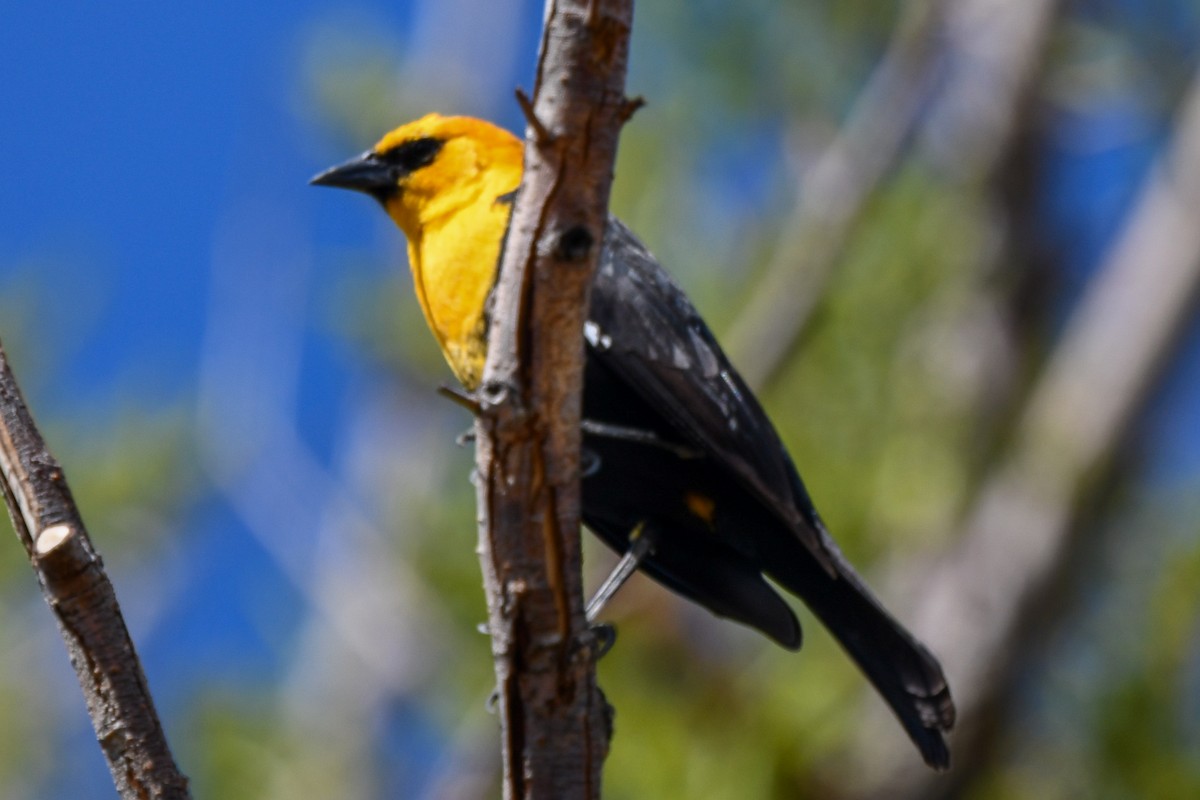 Yellow-headed Blackbird - ML334114591