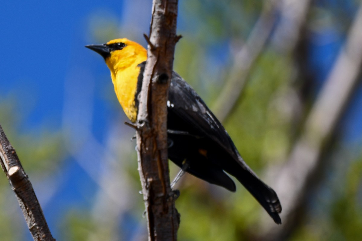 Yellow-headed Blackbird - ML334114601