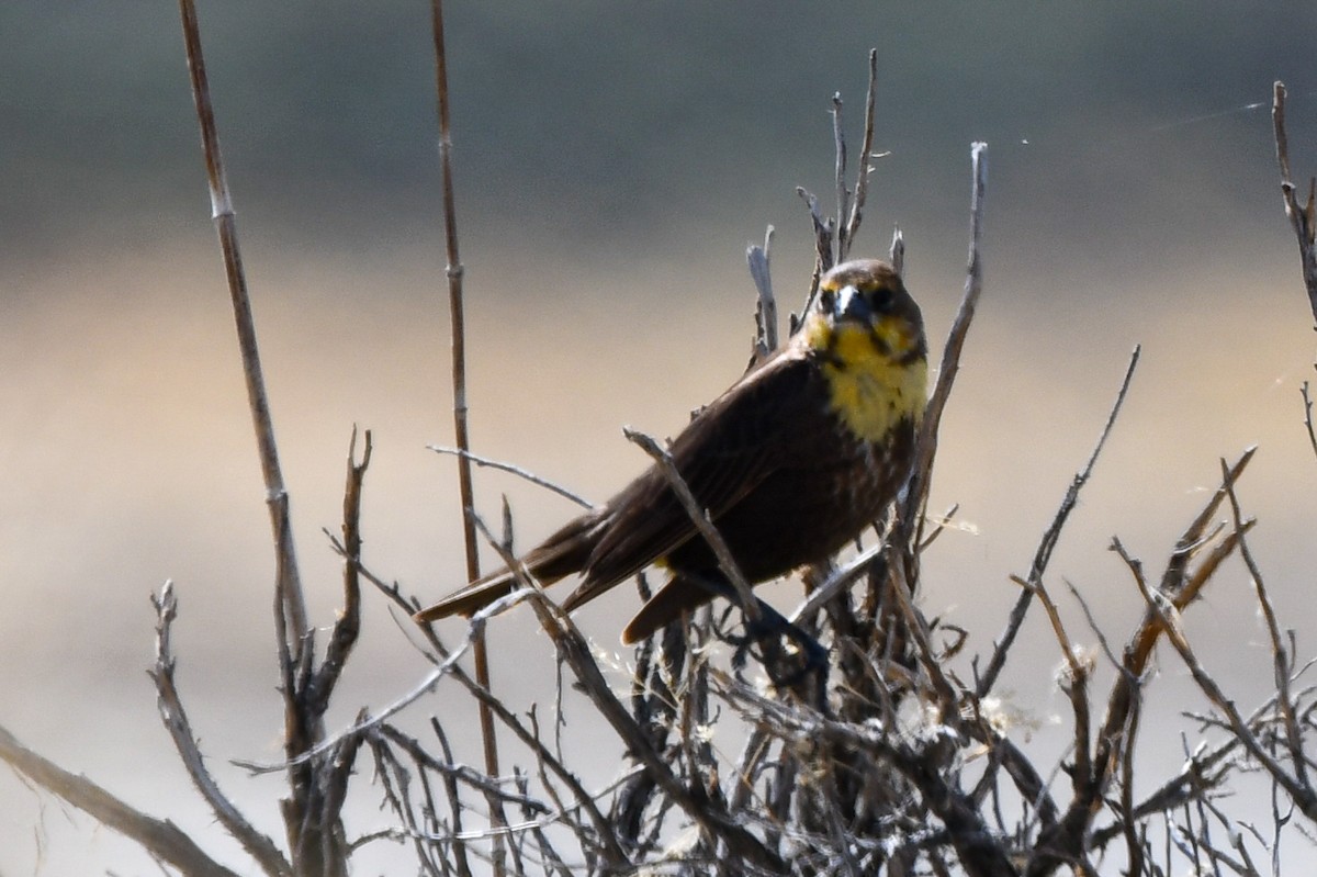 Yellow-headed Blackbird - ML334114781